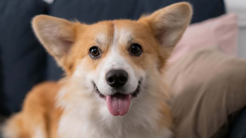 Corgibet app, corgibet promotions